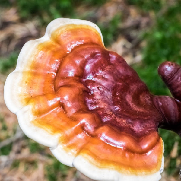 What Can Fungus Do For You: A Deep Dive on Reishi Mushroom