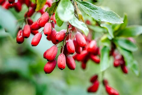 Berberine 101: History, Source Plants, and Modern Science Behind the Metabolic Powerhouse