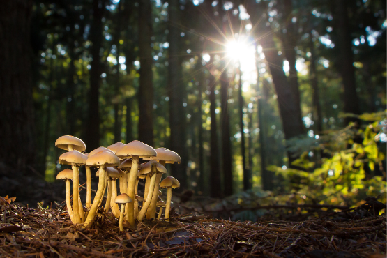 Vitamin D, Functional Mushrooms, and Immune Support