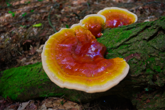 Reishi Mushroom: The Magic Mushroom