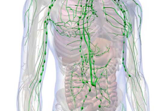 The Forgotten System: The Lymphatic System