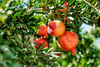 Why More Men Should Be Reaping the Benefits of Pomegranates