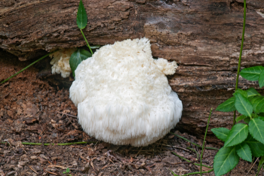 Lion's Mane: The Do It All Mushroom