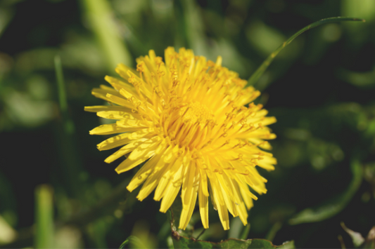 Dandelion Root: The Backyard Remedy