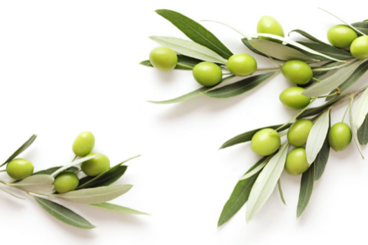 Olive Leaf Extract? Is It Right for You?