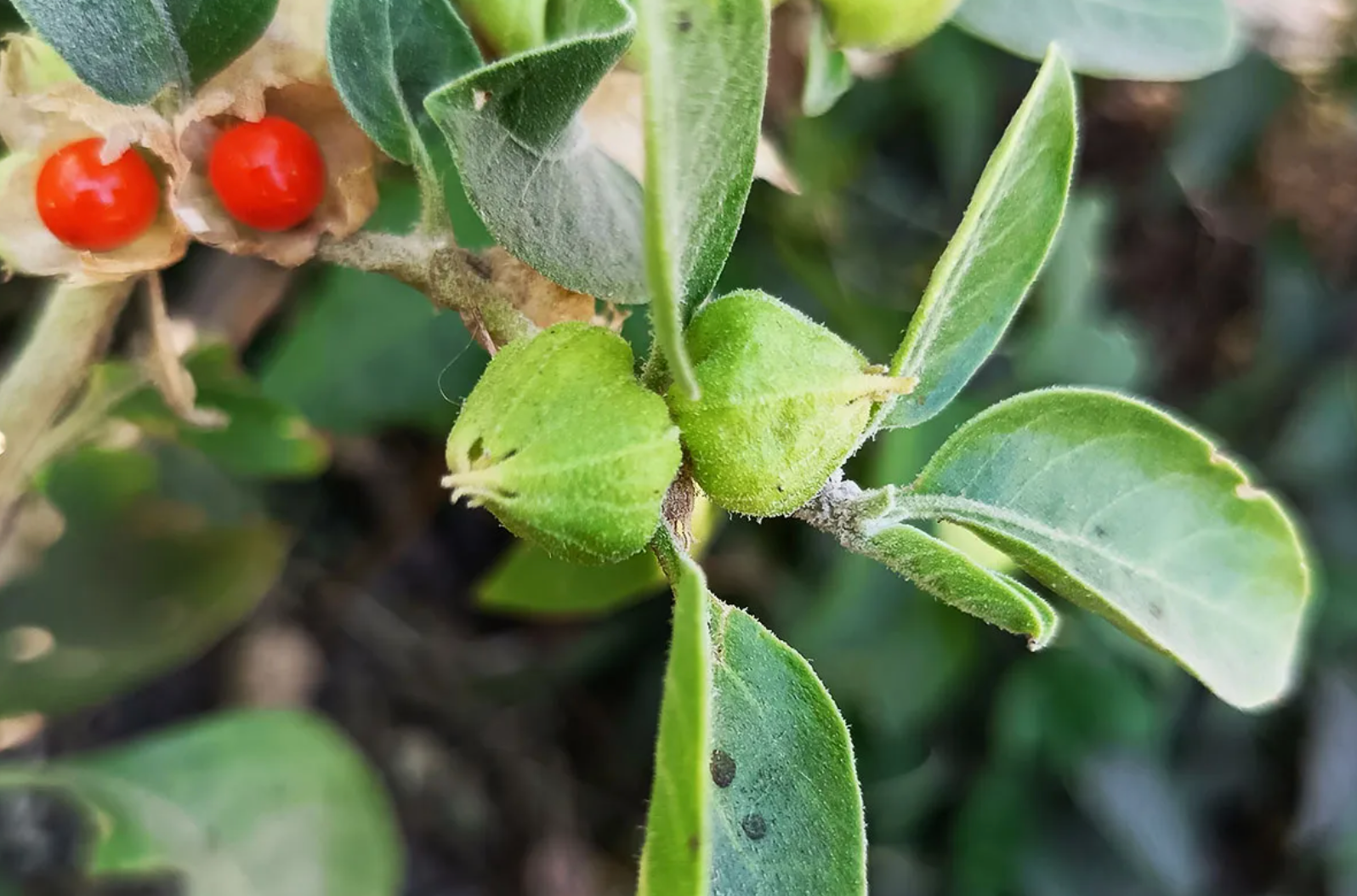 Ashwagandha for Beginners: A Step-by-Step Guide to Including It in Your Daily Routine