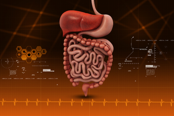 How Your Digestive System Works