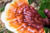 What Can Fungus Do For You: A Deep Dive on Reishi Mushroom