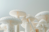 Beyond the Kitchen: The Multifaceted Benefits of Functional Mushrooms