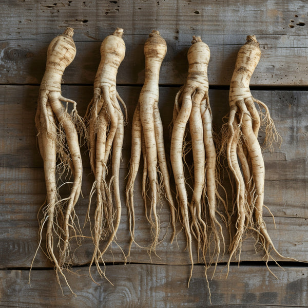 Asian Ginseng root close-up, showcasing distinctive shape and texture for herbal wellness