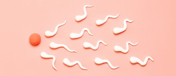 Sperm cells under microscope - Maca root supplements can help increase healthy sperm count and motility, enhancing male fertility naturally.
