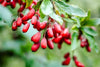 Berberine 101: History, Source Plants, and Modern Science Behind the Metabolic Powerhouse
