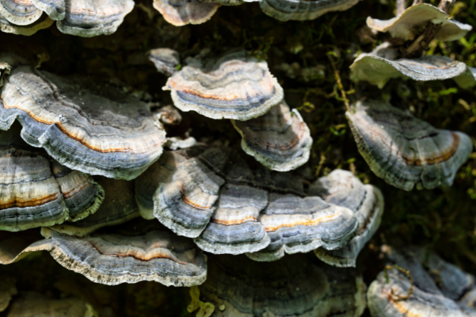 The Science Behind Medicinal Mushrooms for Better Sleep: How Reishi, Lion's Mane, Shiitake and Turkey Tail Can Improve Your Sleep Quality